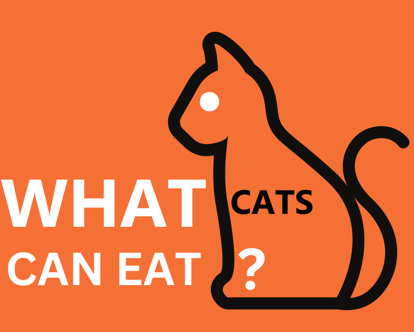 Home - What Cats Can Eat ?